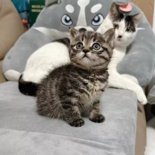 家养中华田园猫幼猫真猫狸花猫幼崽抓老鼠小土猫小猫橘猫白猫黑猫