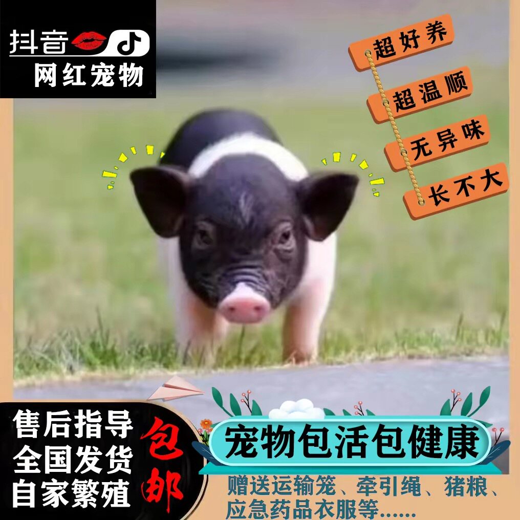 泰国迷你小香猪宠物猪长不大好养香猪