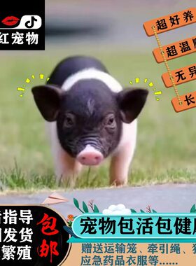 泰国迷你小香猪宠物猪长不大好养幼崽萌宠活苗宠物活体网红荷兰猪