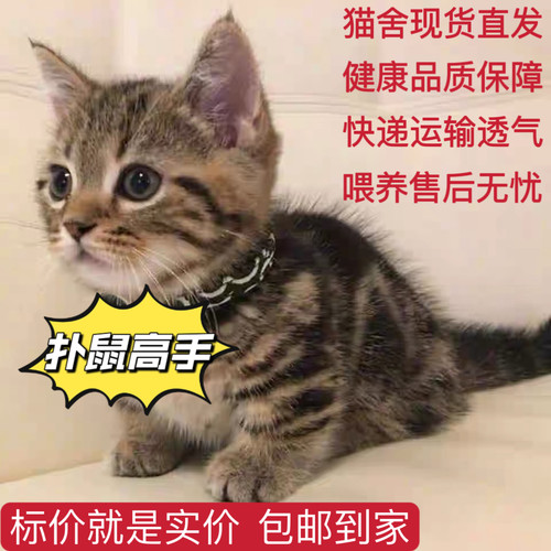 家养中华田园猫幼猫真猫狸花猫幼崽抓老鼠小土猫小猫橘猫白猫黑猫
