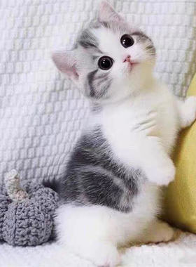 猫咪活物中华田园猫幼崽橘猫狸花猫奶牛猫黑猫玄猫活体幼猫捕鼠猫