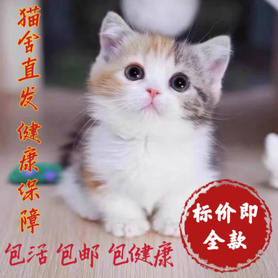 家养中华田园猫幼猫真猫狸花猫幼崽抓老鼠小土猫小猫橘猫白猫黑猫