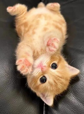 家养中华田园猫幼猫狸花猫抓老鼠橘猫三花猫土猫黑猫小猫活物幼崽