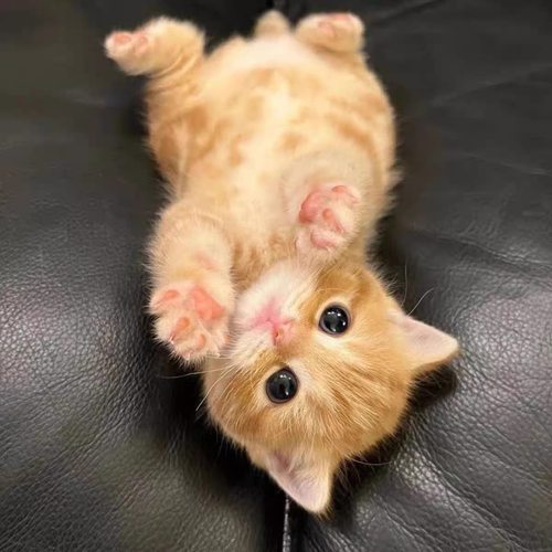 家养中华田园猫幼猫狸花猫抓老鼠橘猫三花猫土猫黑猫小猫活物幼崽