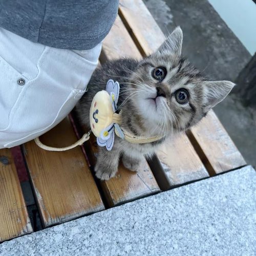 家养中华田园猫幼猫狸花猫抓老鼠小土猫小猫橘猫白猫黑猫幼崽真猫
