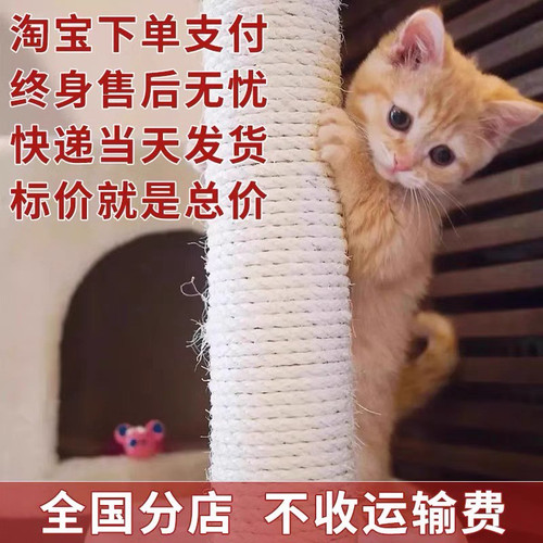 中华田园猫幼猫狸花猫幼崽抓老鼠橘猫三花猫小土猫幼崽猫小猫活物