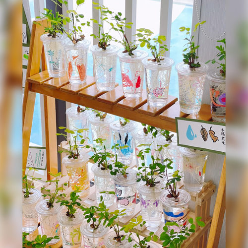 幼儿园自然角环创水培花生种植杯植物角布置材料儿童观察记录杯子