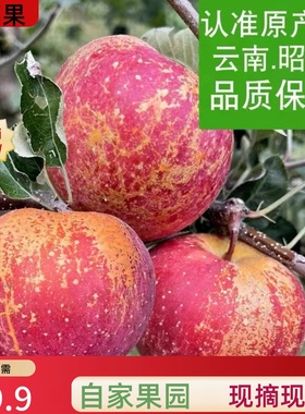 云南昭通丑苹果冰糖心红富士新鲜水果基地直销5斤包邮高山小苹果