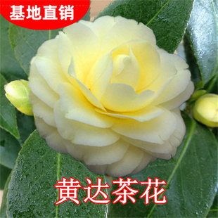 黄达山茶花盆栽金丝雀黄色稀少品种室内植物阳台花卉庭院绿植名贵