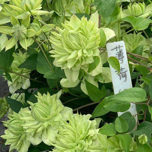 薄荷（F系）大型丰花爬藤铁线莲 庭院 地栽 耐热