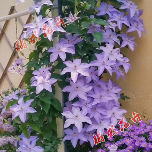 市长丰花铁线莲爬藤耐热庭院地栽