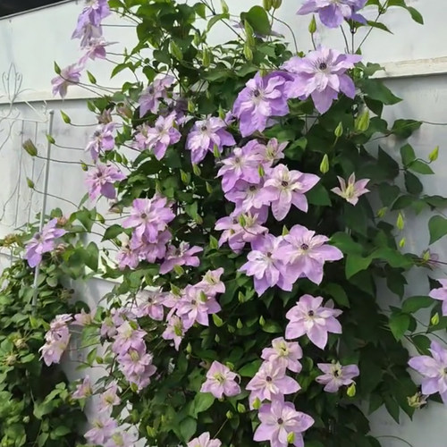 倒影（F系） 大型丰花爬藤铁线莲 庭院 地栽 耐热 新手首选