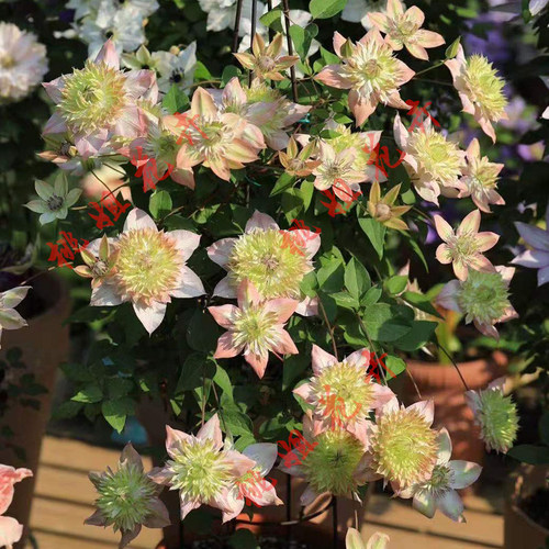 昼天使丰花爬藤铁线莲耐热庭院