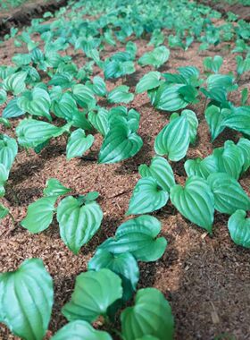 百部苗种子苗良种大百部苗种子对叶百部种子高产良种百部送技术