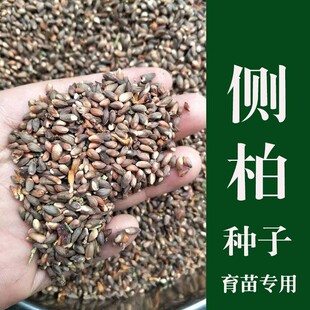 侧柏树种子野生柏树籽侧柏籽扁柏籽松柏树籽育苗行道绿化林木种子