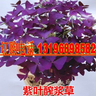 红花醡浆草红花草紫叶酢浆草红三叶草紫三叶草幸运草盆栽花卉绿植