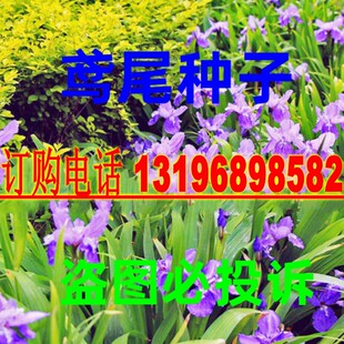 进口蓝花鸢尾种子 兰 扁竹花 德国鸢尾 鸢尾花是呃逆阳台四季开花