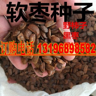 新野柿子种子 软枣种子 君迁子种子柿子树种子嫁接砧木籽种子包邮