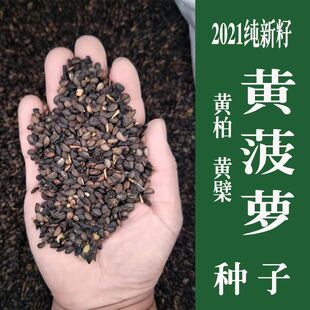 新采黄柏种子黄菠萝种子黄檗种子黄柏树种子净籽川黄柏皮种子