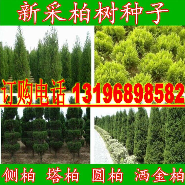 柏树种子塔柏种子侧柏种子桧柏龙柏种子墓地松柏种子圆柏洒金柏籽