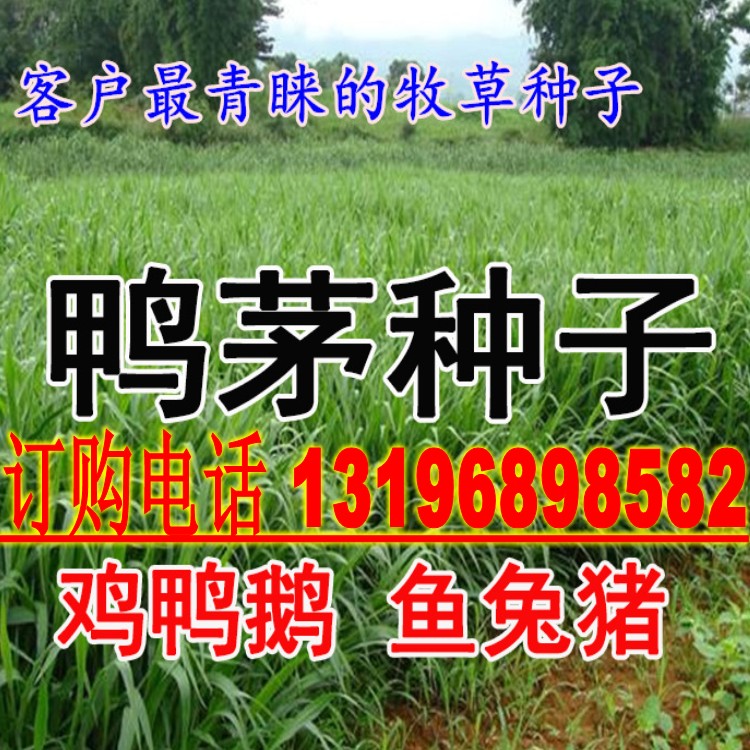 果树草种子提摩西种子果园鸭茅进口种牧草籽叶片柔嫩 适口性好图片