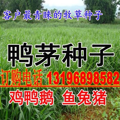 果树草种子提摩西种子果园鸭茅进口种牧草籽叶片柔嫩 适口性好