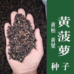 新采黄柏种子黄菠萝种子黄檗种子黄柏树种子净籽川黄柏皮种子