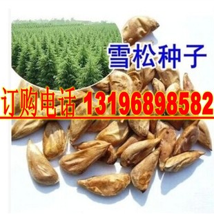 印度雪松种子 雪松籽 宝塔松 香柏种子包邮