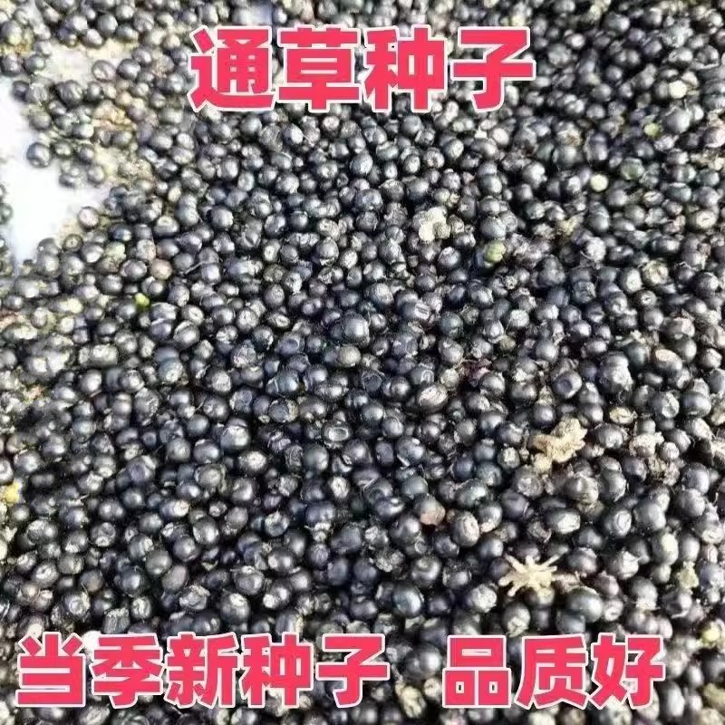 大通草种子25年当季新采通草芽率有保障通草中草药材根木通树图片