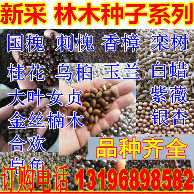 新采国槐刺槐大小叶香樟女贞紫薇皂角合欢桂花栾树乌桕玉兰树种子