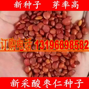 新采酸枣种子净籽南酸枣仁种子 酸枣核种子 枣子种子  枣树种籽