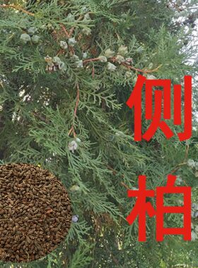 包邮种子Aichen/艾辰园艺