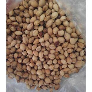 当年种子新采吉塞拉樱桃树种子梅桃山豆子樱桃可嫁接各种樱桃砧木