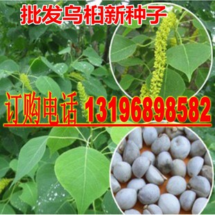 新采乌桕种子腊子树种子山乌桕种子桕子树木子树四季播种林木种籽