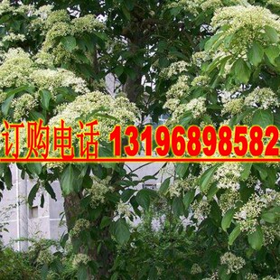 光皮树种子 毛梾 车梁木种子 凉子木 苦檀 灯台树种子林木种籽
