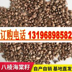 河北怀来八棱海棠树种子果树种子净籽嫁接苹果树种子砧木种子包邮