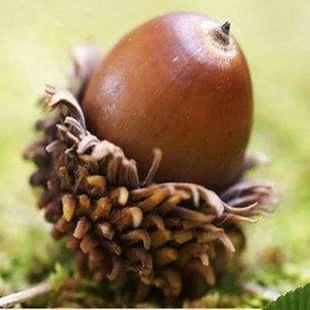 青冈树木 青钢树种子 橡子树种子·新种子烧柴树种子