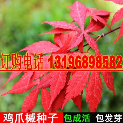 种子鸡爪槭四季五角枫