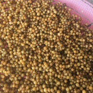 黄精种子中药材种籽玉竹滇黄精鸡头精黄精种籽老虎姜新鲜黄精净籽