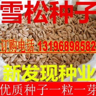 新采雪松种子 印度雪松种子香柏 圣诞树宝塔松种子包邮免运费