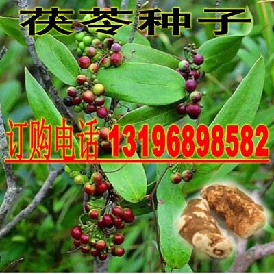 野生盆栽地栽药材种子包邮