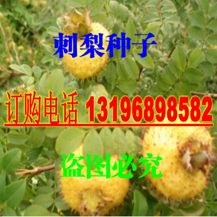 野生刺梨种子 刺果茶藨子 刺梨果 制作果汁和果酒 也可以泡酒包邮