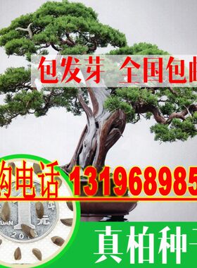 散装真柏盆景园林种子乔木包邮