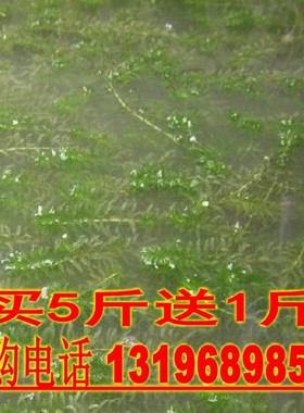 轮叶黑藻，轮叶黑藻种子、养鱼虾蟹不可少的水草种子