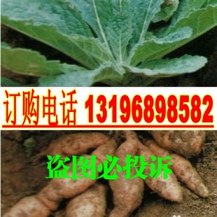 新采摘生地种子 原生地 地髓 干生地 牛奶子 婆婆奶种 生地黄种子