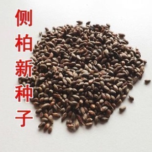 新采柏树种子 刺柏 圆柏种子 桧柏种子 北京桧柏 河南桧种子