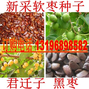 君迁子种子柿树种子黑柿子软枣种子嫁接柿子树核桃树砧木子野柿子