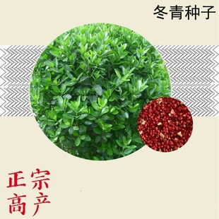 冬青种子 卫矛种子 大叶黄杨 日本冬青 冬青卫矛 北海道黄杨种子