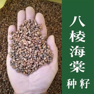 八棱海棠种子八棱海棠树种子海棠花种子海棠籽嫁接苹果砧林木种子