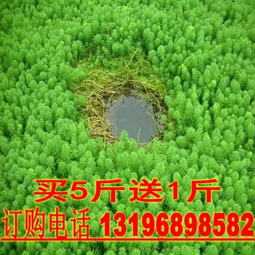 养虾狐尾藻草籽 轮叶狐尾藻  粉绿狐尾藻 观赏公园造景狐尾草种子